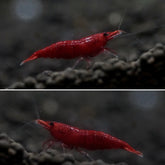 Blood Mary Neocaridina Shrimp - Grade SSS++